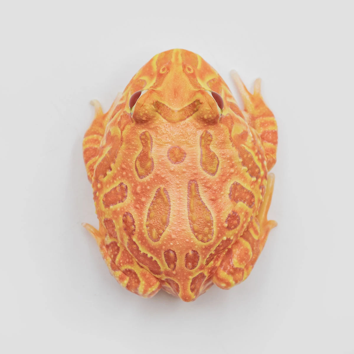 CCP03－南美角蛙 (木瓜．體長4.6cm)