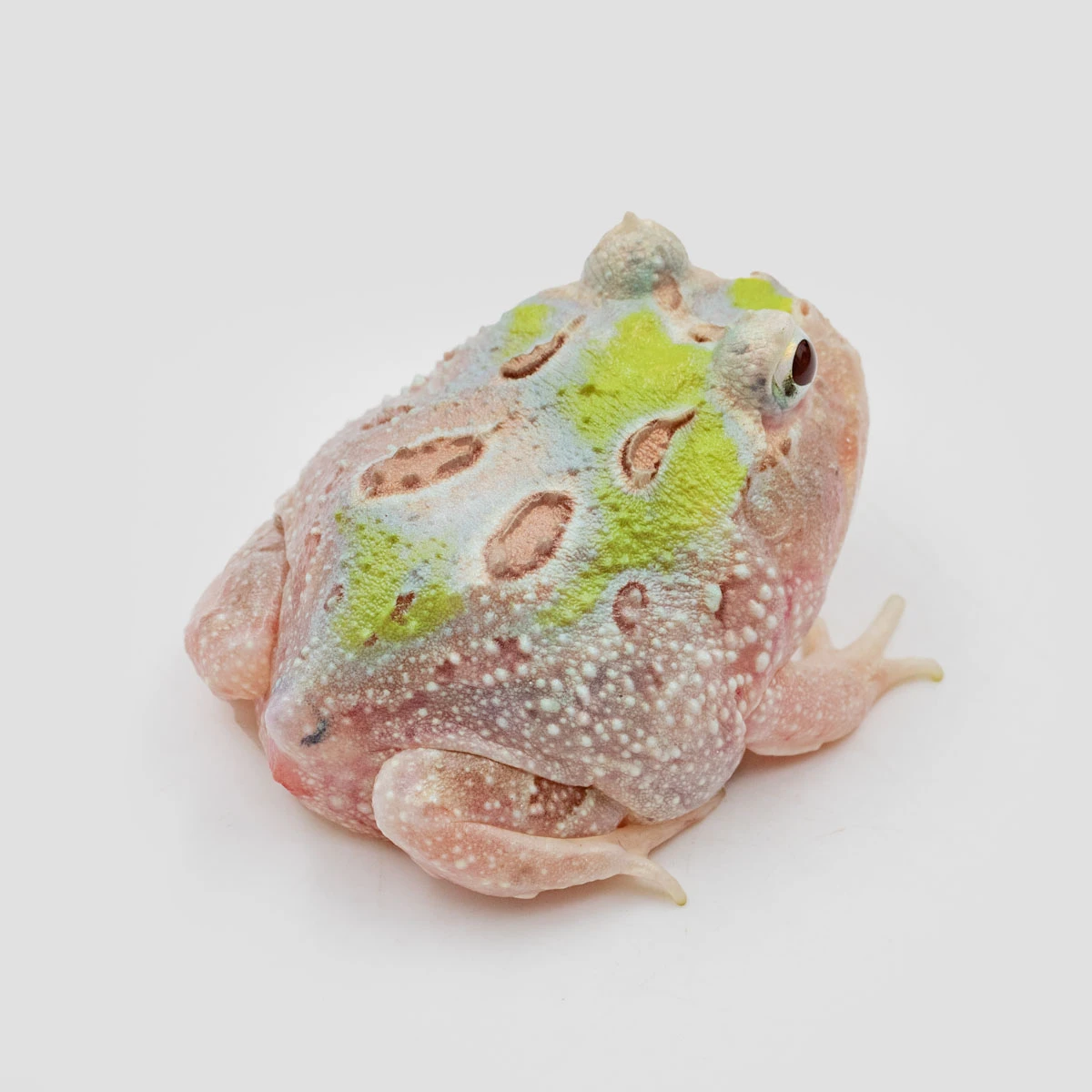 CCM02－南美角蛙 (變異．體長4.6cm)