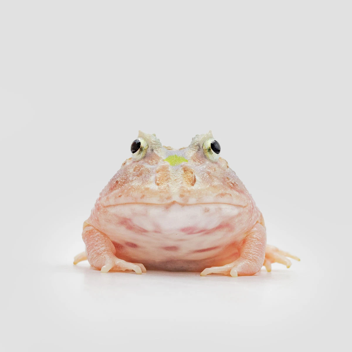 CCM02－南美角蛙 (變異．體長4.6cm)