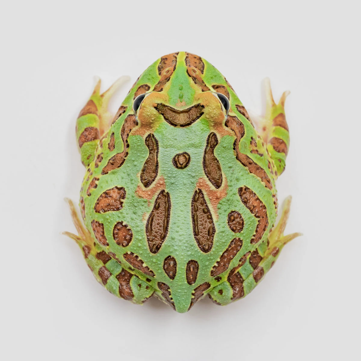 CCG19－南美角蛙 (綠角．體長4.9cm)