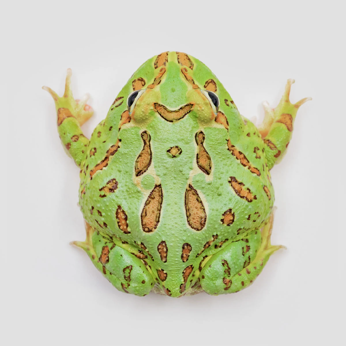 CCG25－南美角蛙 (綠角．體長5.2cm)