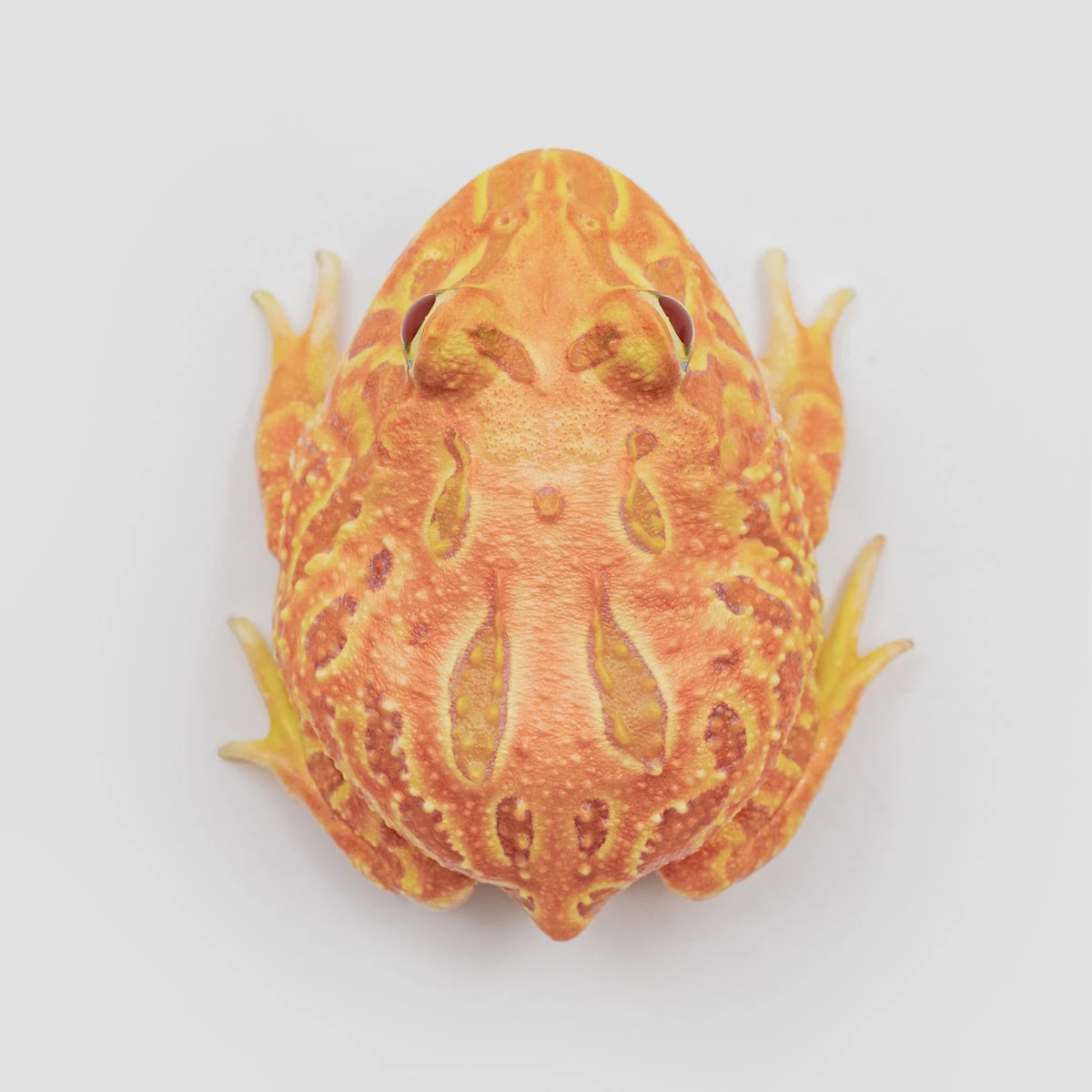 CCP11－南美角蛙 (木瓜．體長4.9cm)