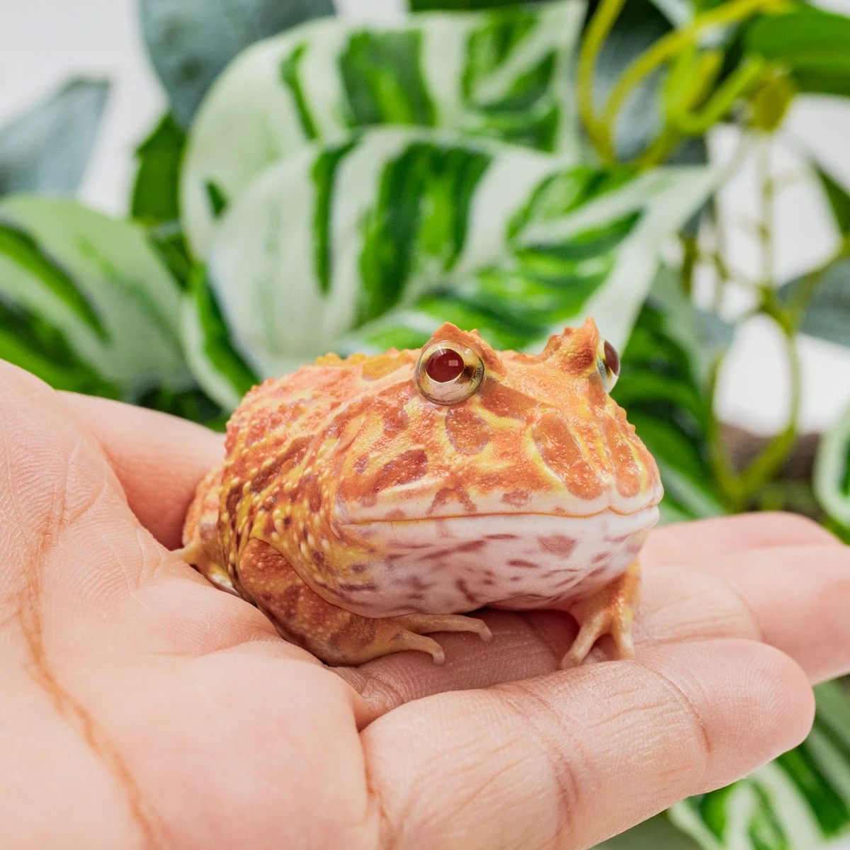 CCP11－南美角蛙 (木瓜．體長4.9cm)