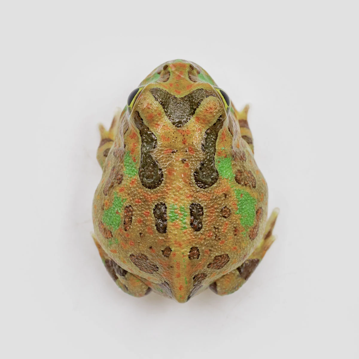 PIE02－波子角蛙 (體長2.9cm)