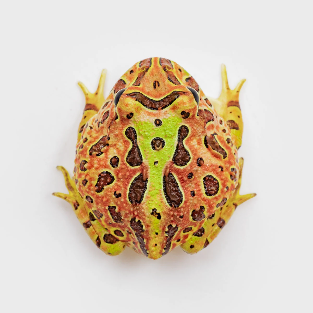 CCO04－鐘霸角蛙 (體長3.4cm)