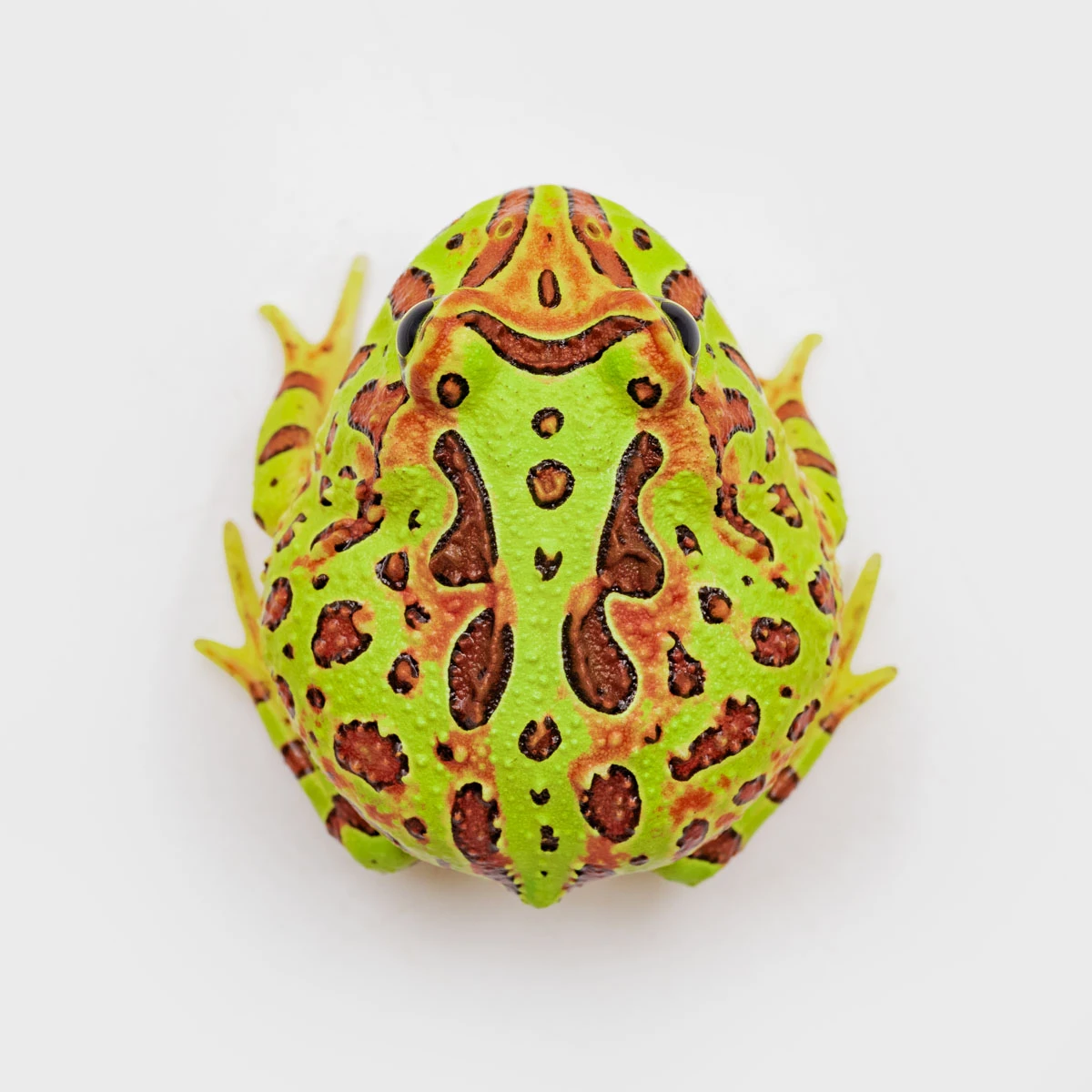 CCO06－鐘霸角蛙 (體長3.6cm)