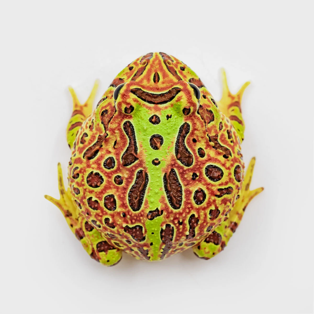 CCO07－鐘霸角蛙 (體長3.8cm)