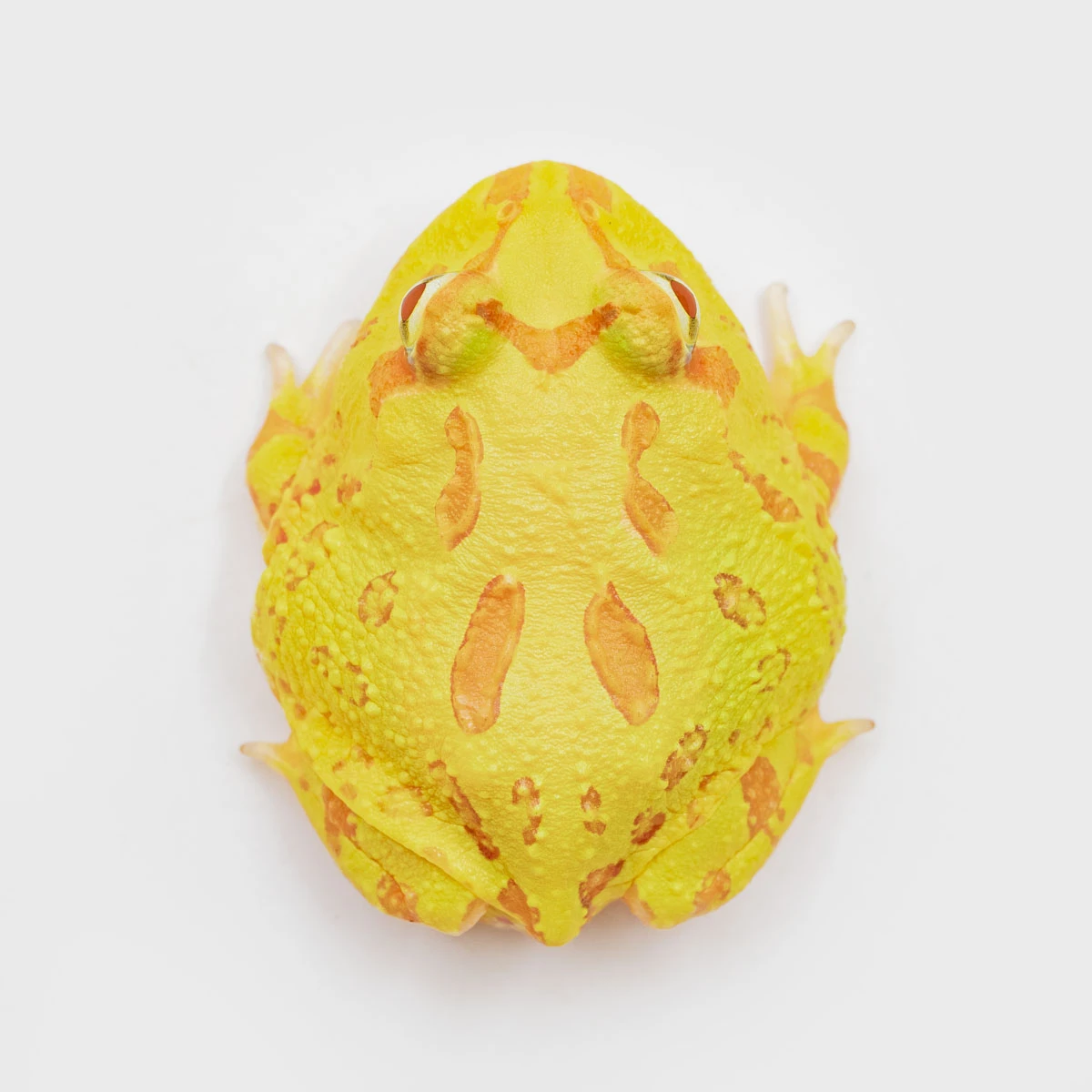 CCY06－南美角蛙 (黃金．體長4cm)