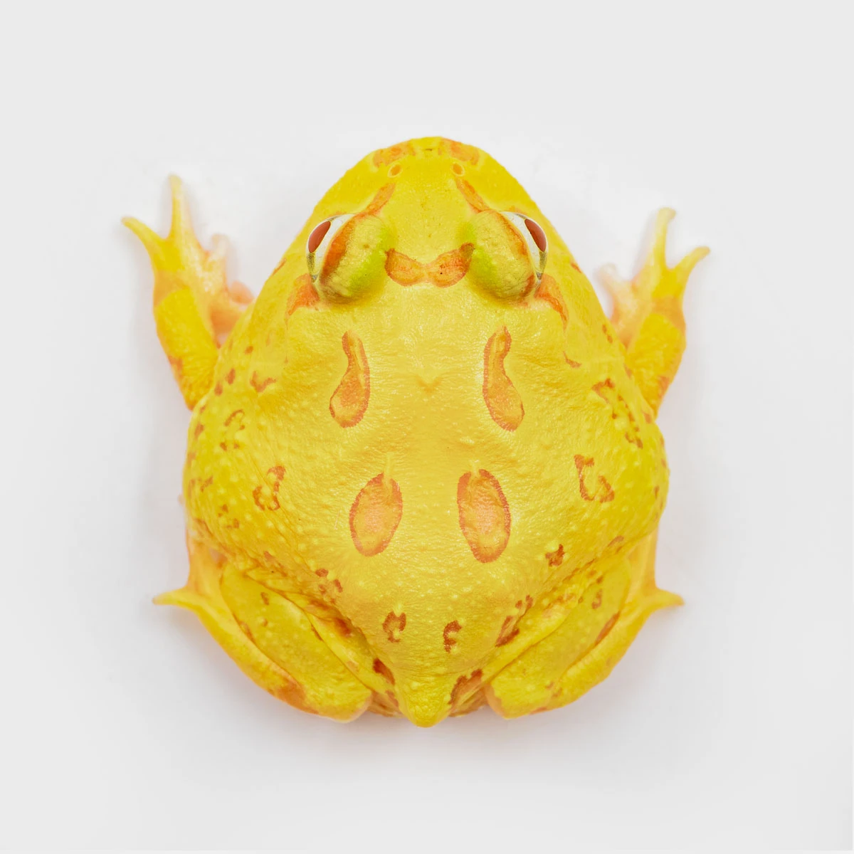 CCY08－南美角蛙 (黃金．體長3.9cm)