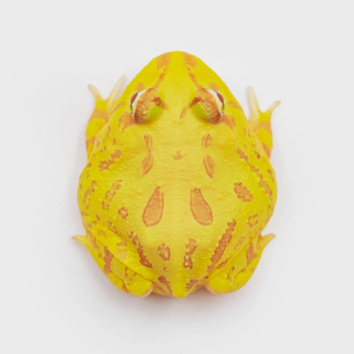 CCY12－南美角蛙 (黃金．體長4.1cm)