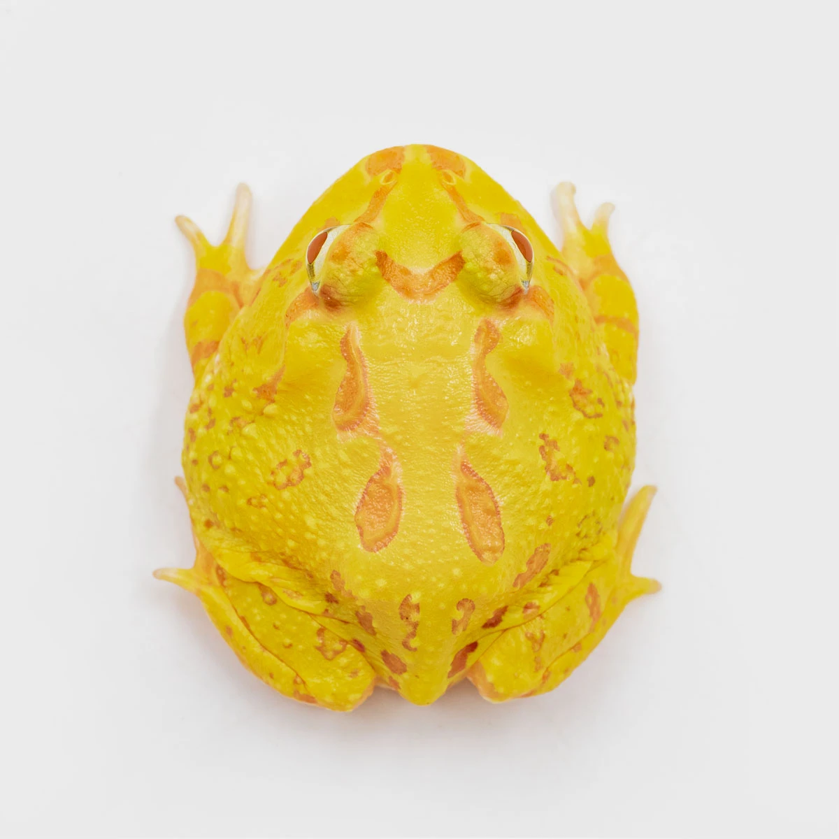 CCY16－南美角蛙 (黃金．體長4.2cm)