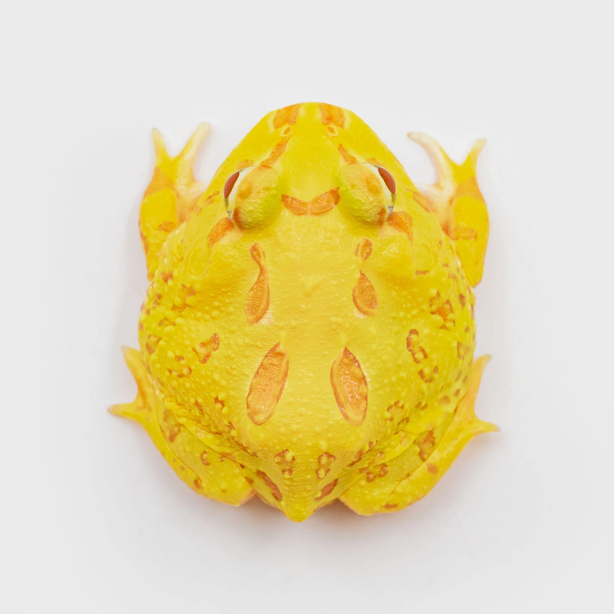 CCY19－南美角蛙 (黃金．體長4cm)