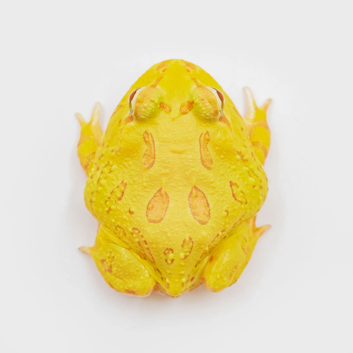 CCY21－南美角蛙 (黃金．體長4.1cm)