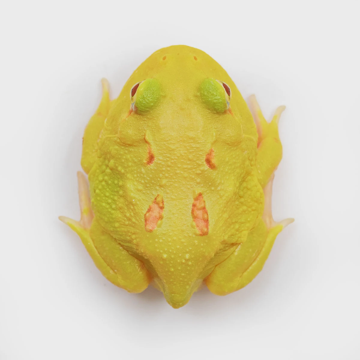 CCY18－南美角蛙 (皮卡丘．體長3.8cm)