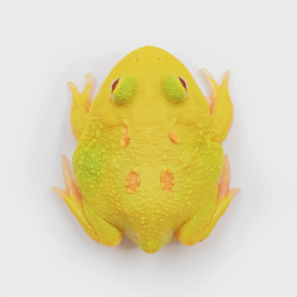 CCY22－南美角蛙 (皮卡丘．體長3.7cm)