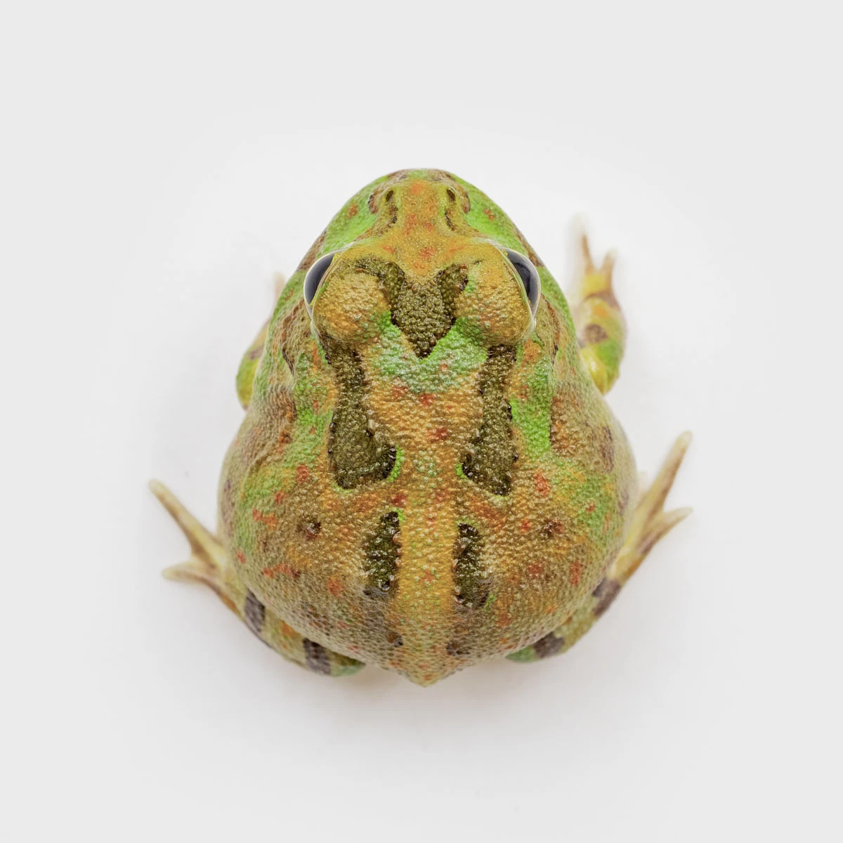 PIE07－波子角蛙（體長2.5cm)
