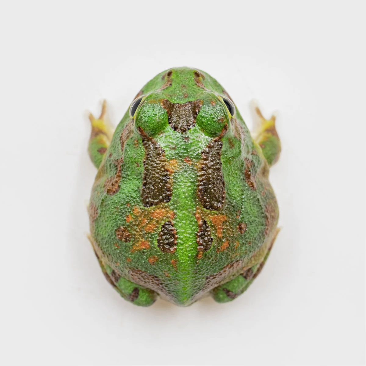 PIE12－波子角蛙 (體長2.8cm)