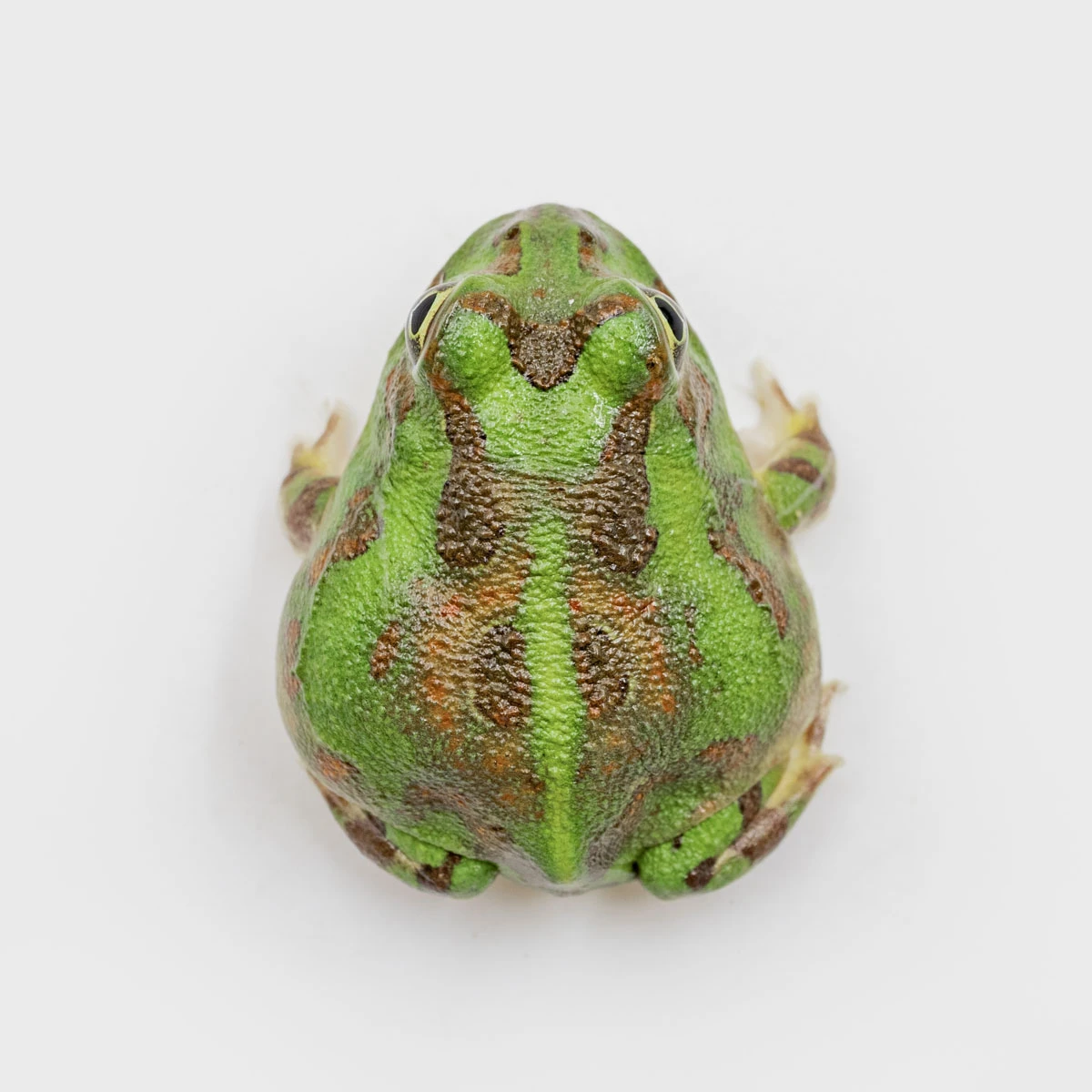 PIE20－波子角蛙 (體長2.9cm)