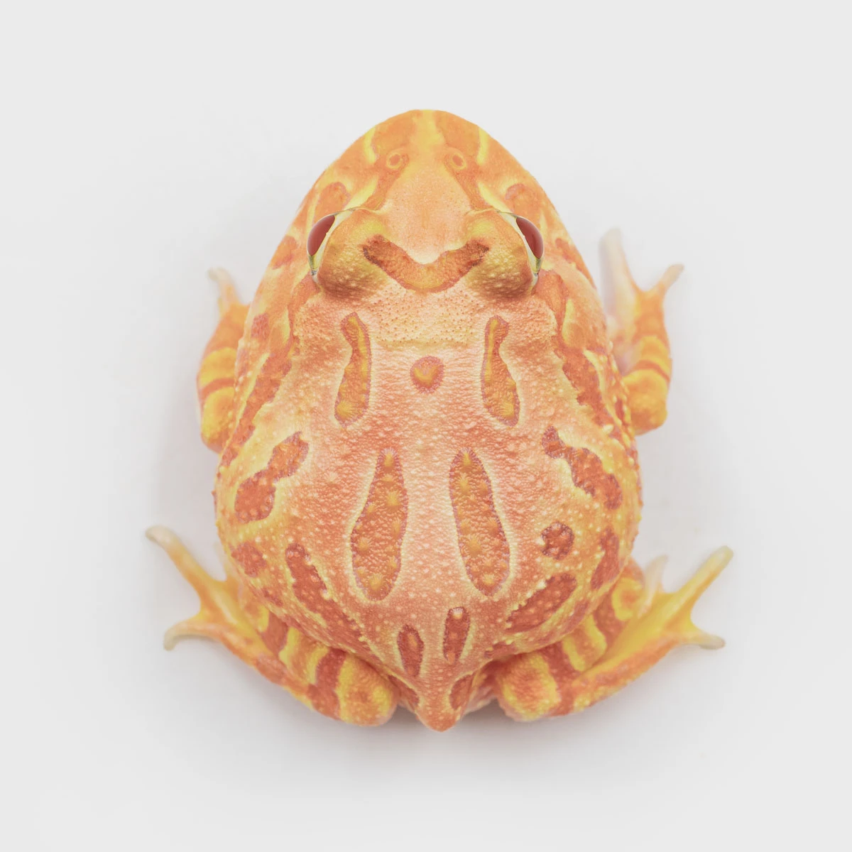 CCP14－南美角蛙 (木瓜．體長4.6cm)