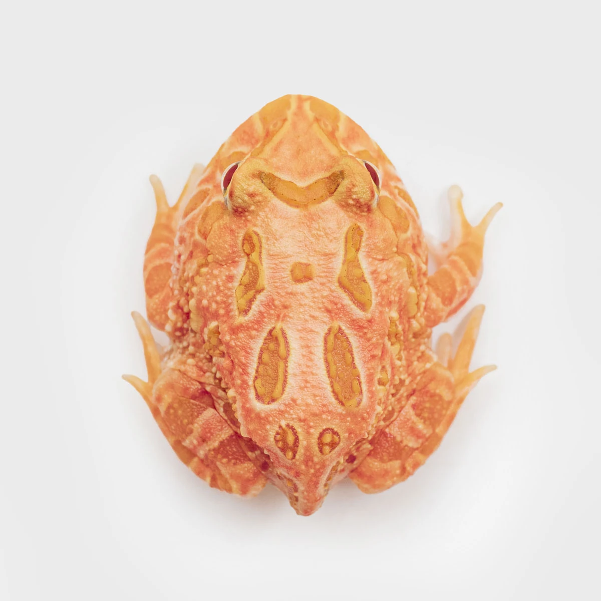 CCS01－南美角蛙 (草莓．體長3.7cm)