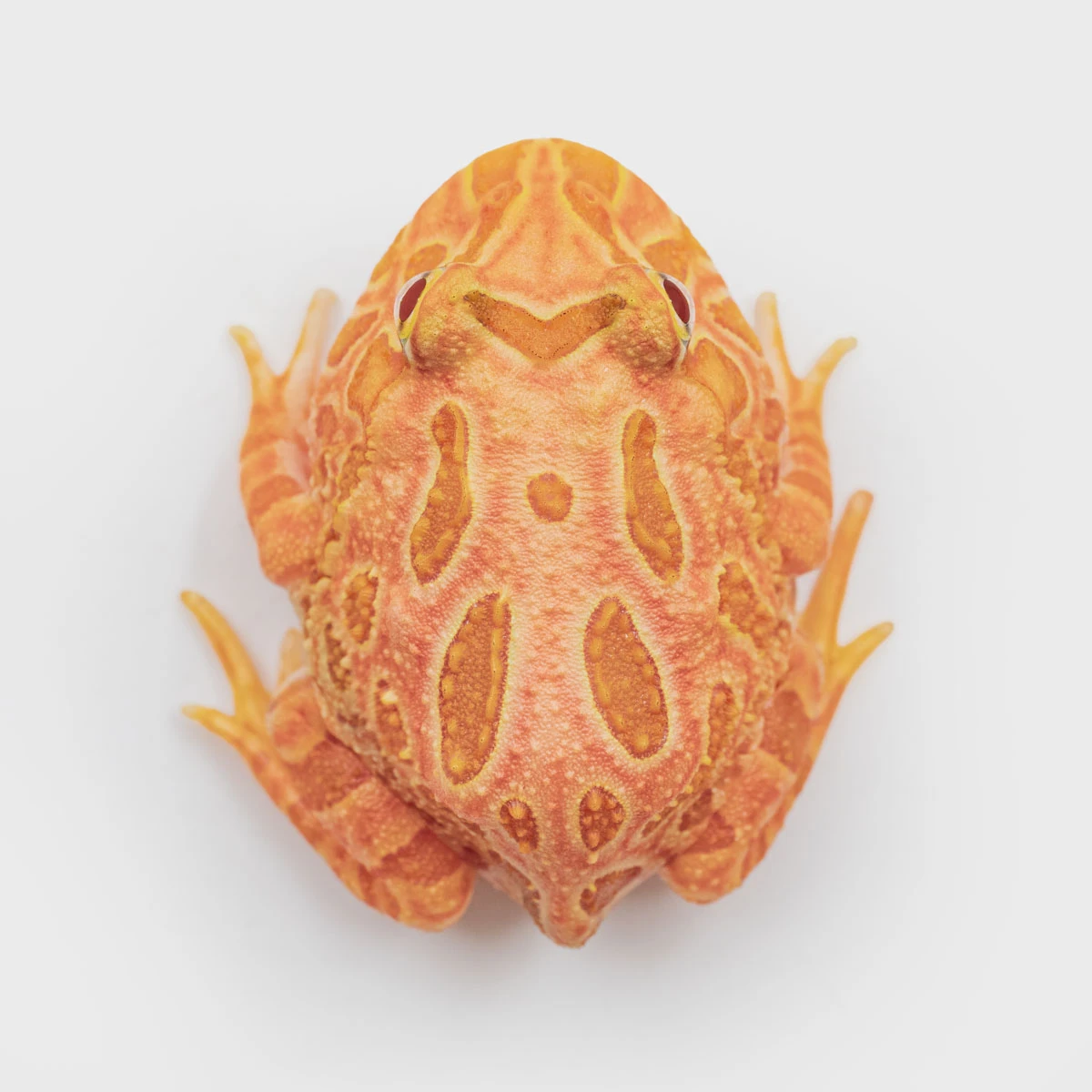 CCS02－南美角蛙 (草莓．體長4.1cm)