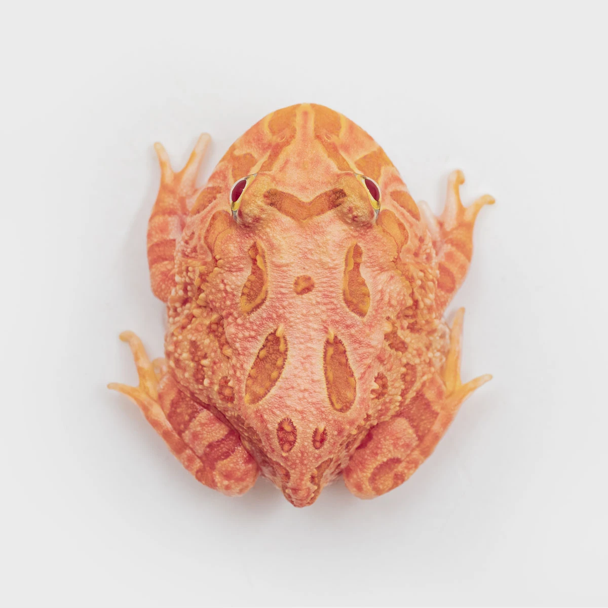 CCS03－南美角蛙 (草莓．體長3.8cm)