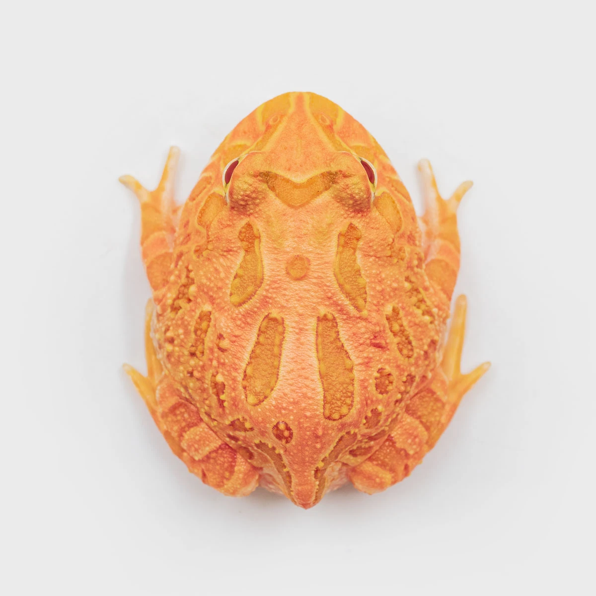 CCS06－南美角蛙 (草莓．體長3.9cm)