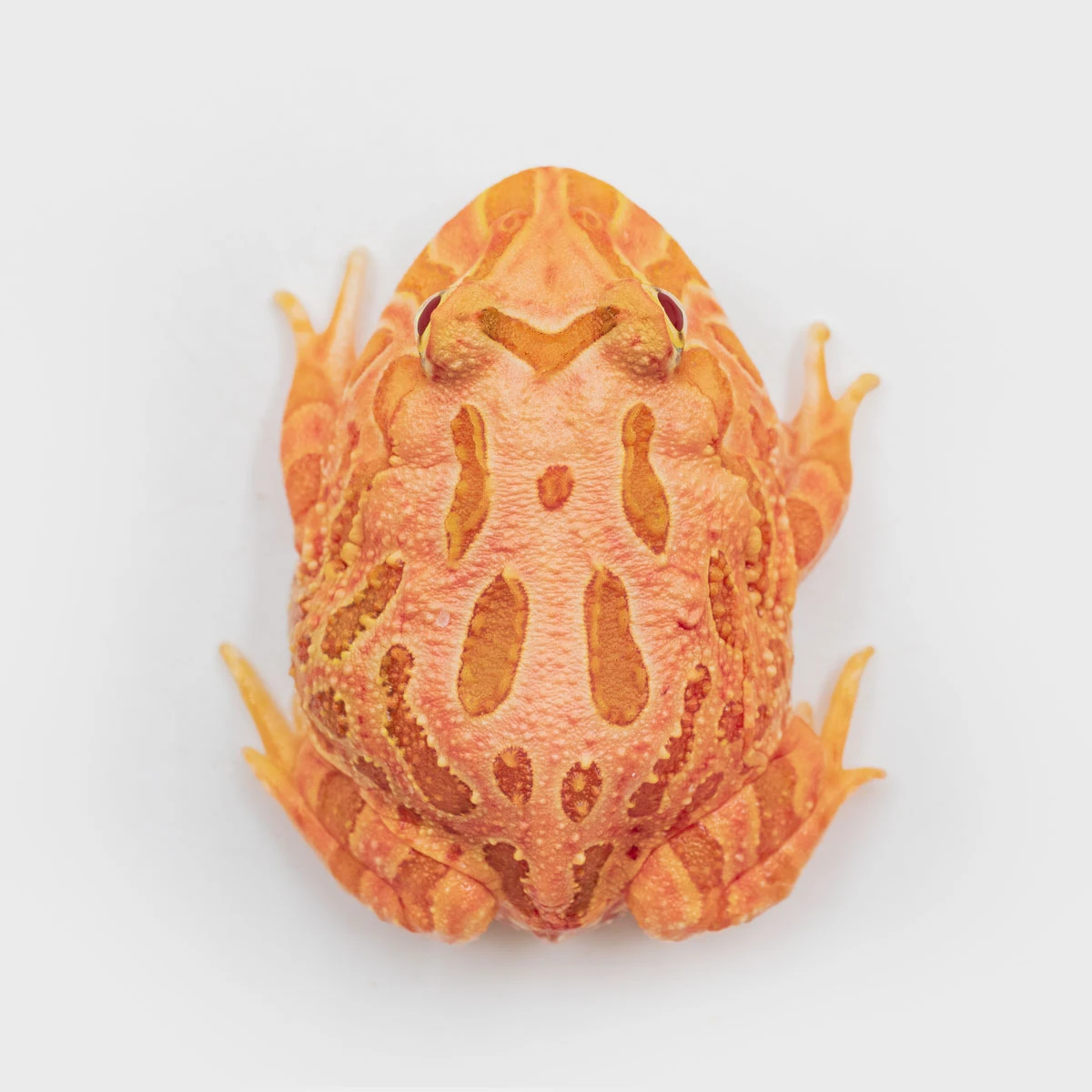CCS07－南美角蛙 (草莓．體長4cm)