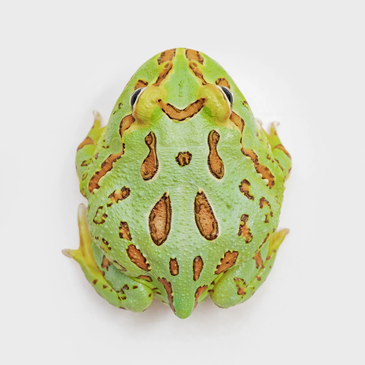 CCG01－南美角蛙 (綠角．體長5.1cm)