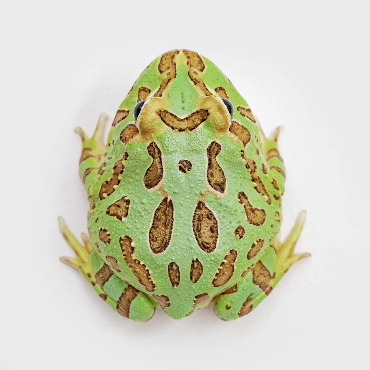 CCG03－南美角蛙 (綠角．體長5.2cm)