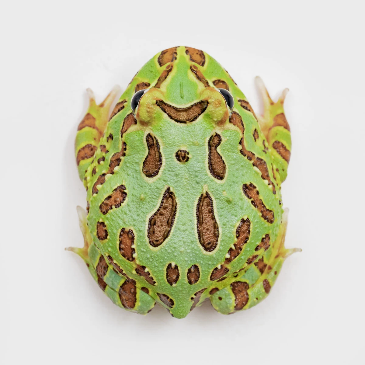 CCG05－南美角蛙 (綠角．體長4.9cm)
