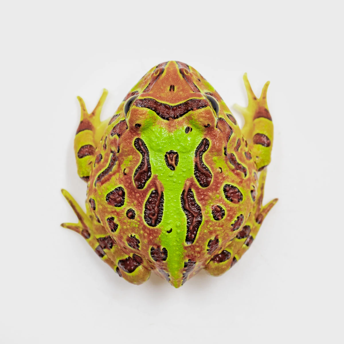 CCO12－鐘霸角蛙 (體長3.4cm)
