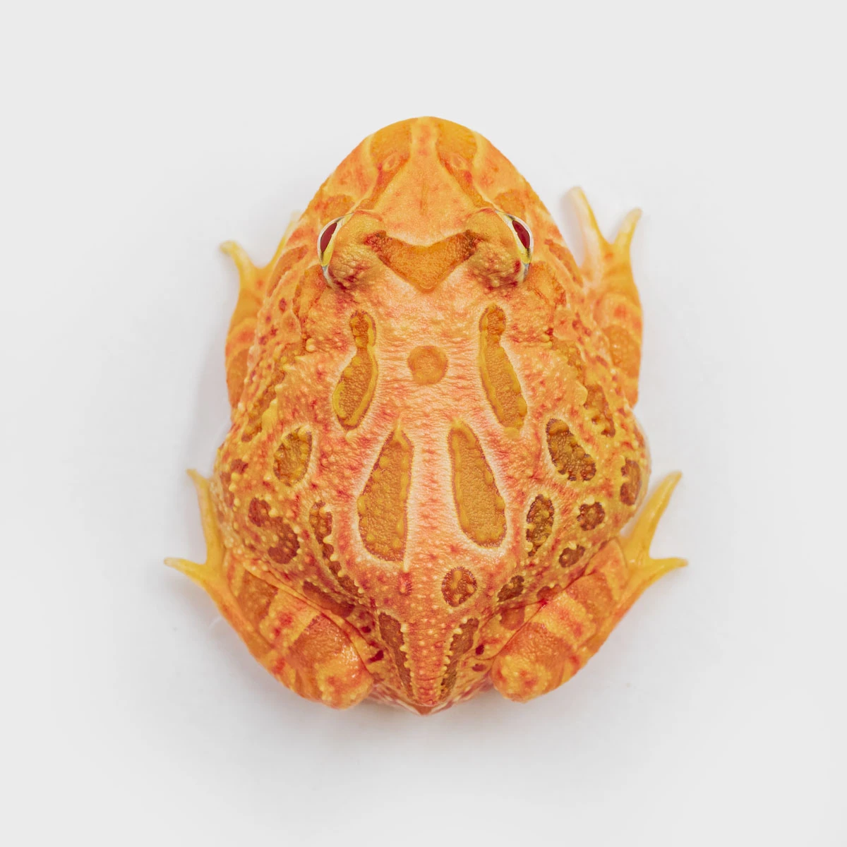 CCS08－南美角蛙 (草莓．體長4cm)