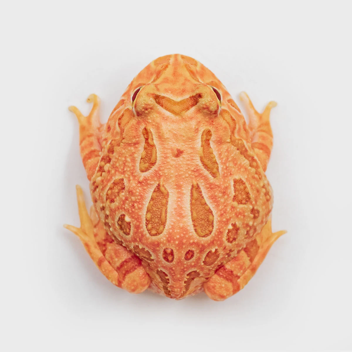 CCS09－南美角蛙 (草莓．體長3.7cm)