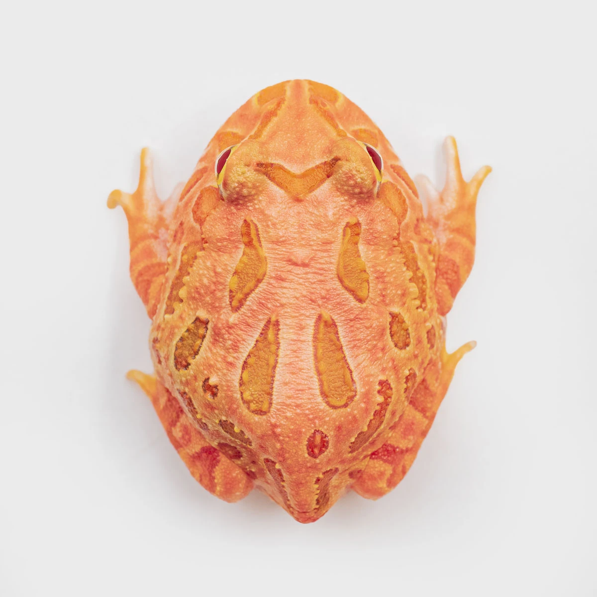 CCS10－南美角蛙 (草莓．體長3.8cm)