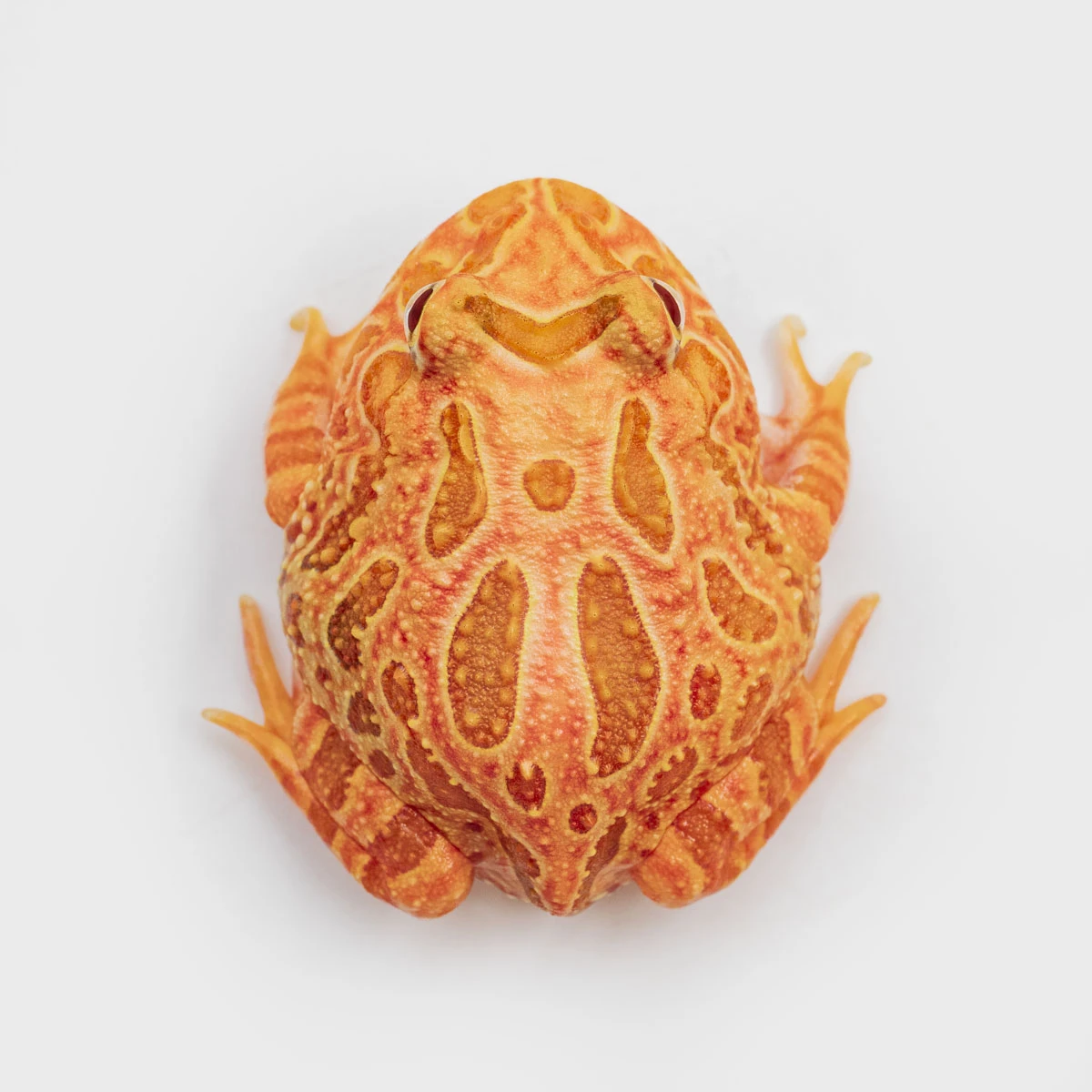 CCS11－南美角蛙 (草莓．體長3.9cm)