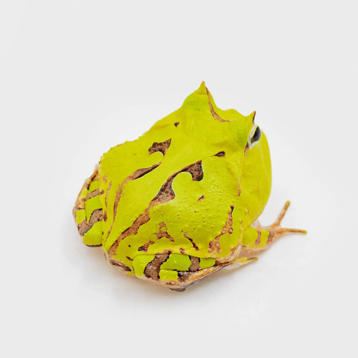 CCT03－霸王角蛙 (體長3.4cm)
