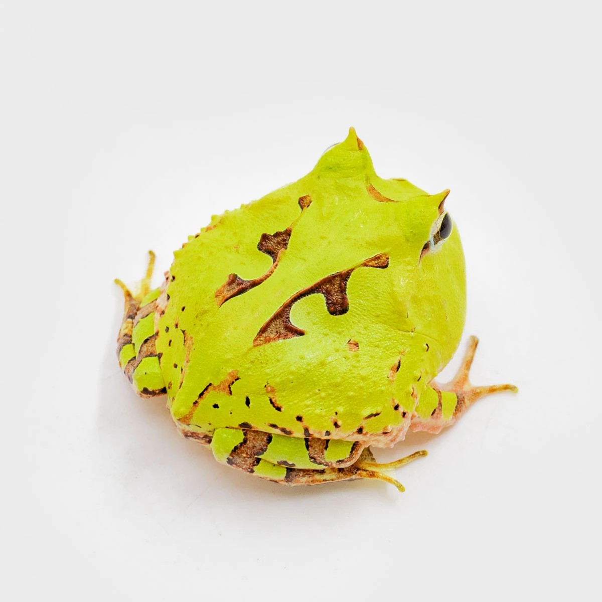 CCT04－霸王角蛙 (體長3.1cm)