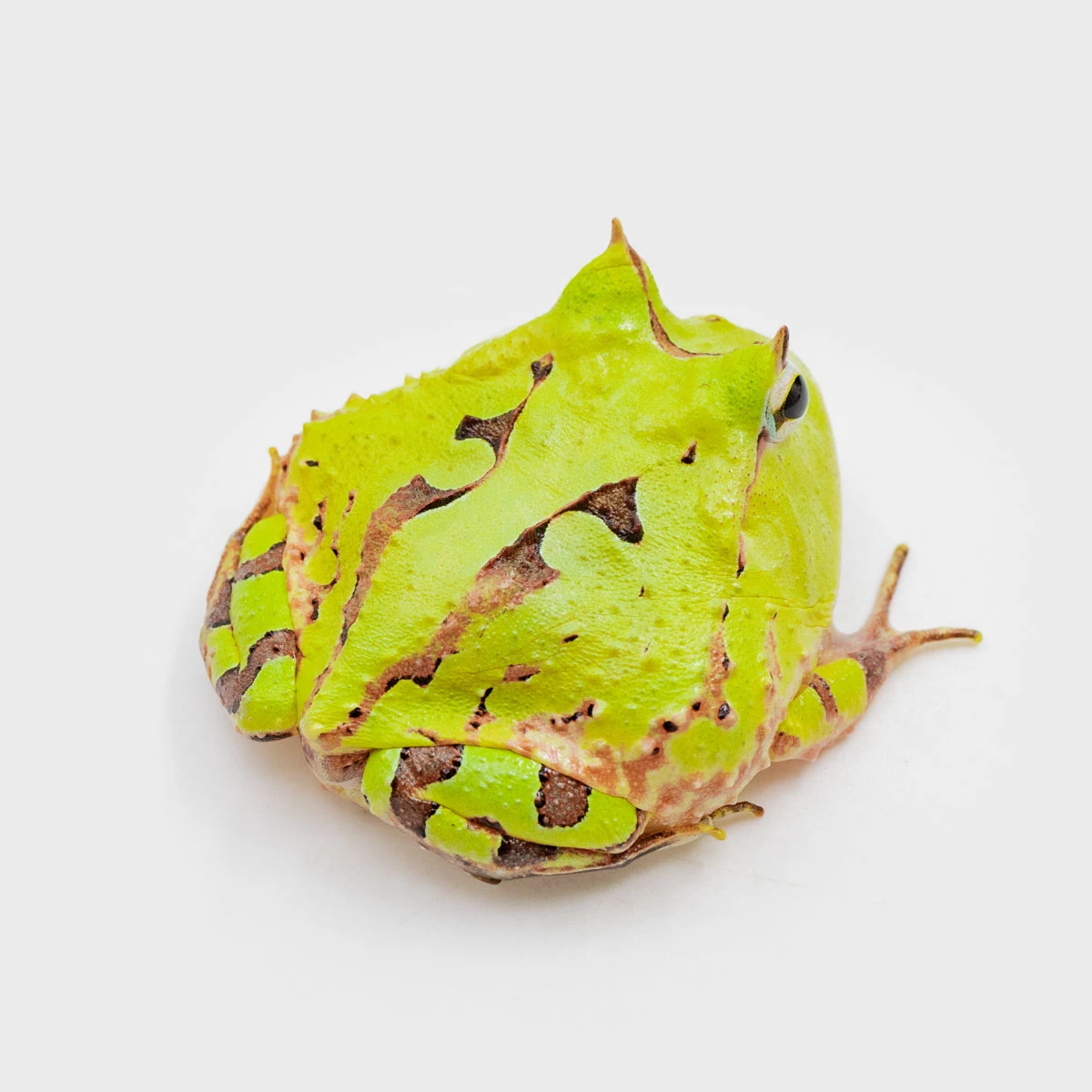 CCT10－霸王角蛙 (體長3.5cm)