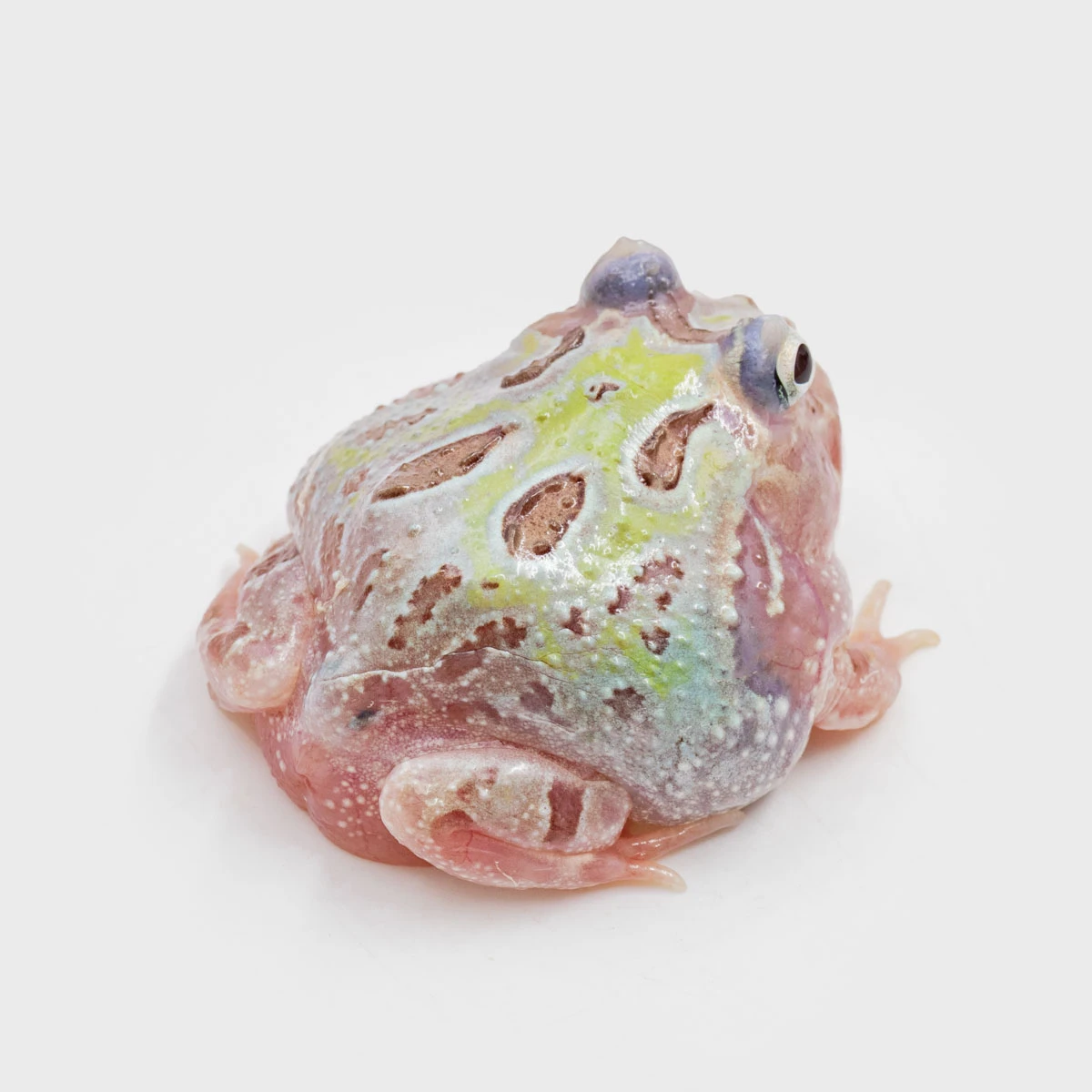 CCM11－南美角蛙 (變異．體長4.6cm)