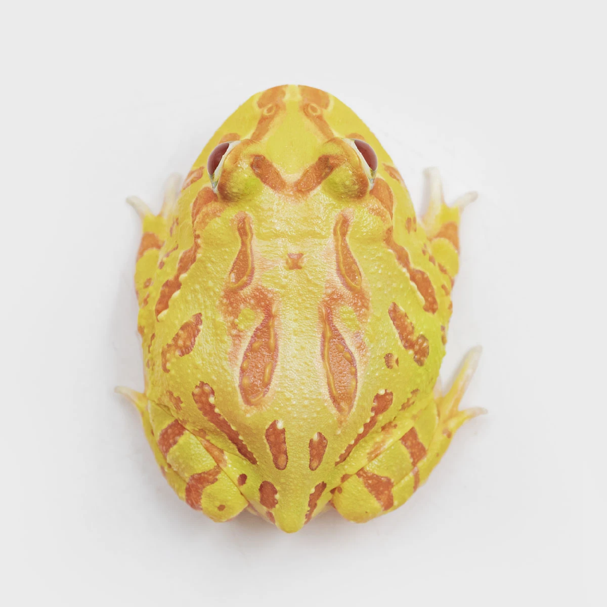 CCY02－南美角蛙 (黃金．體長4.5cm)