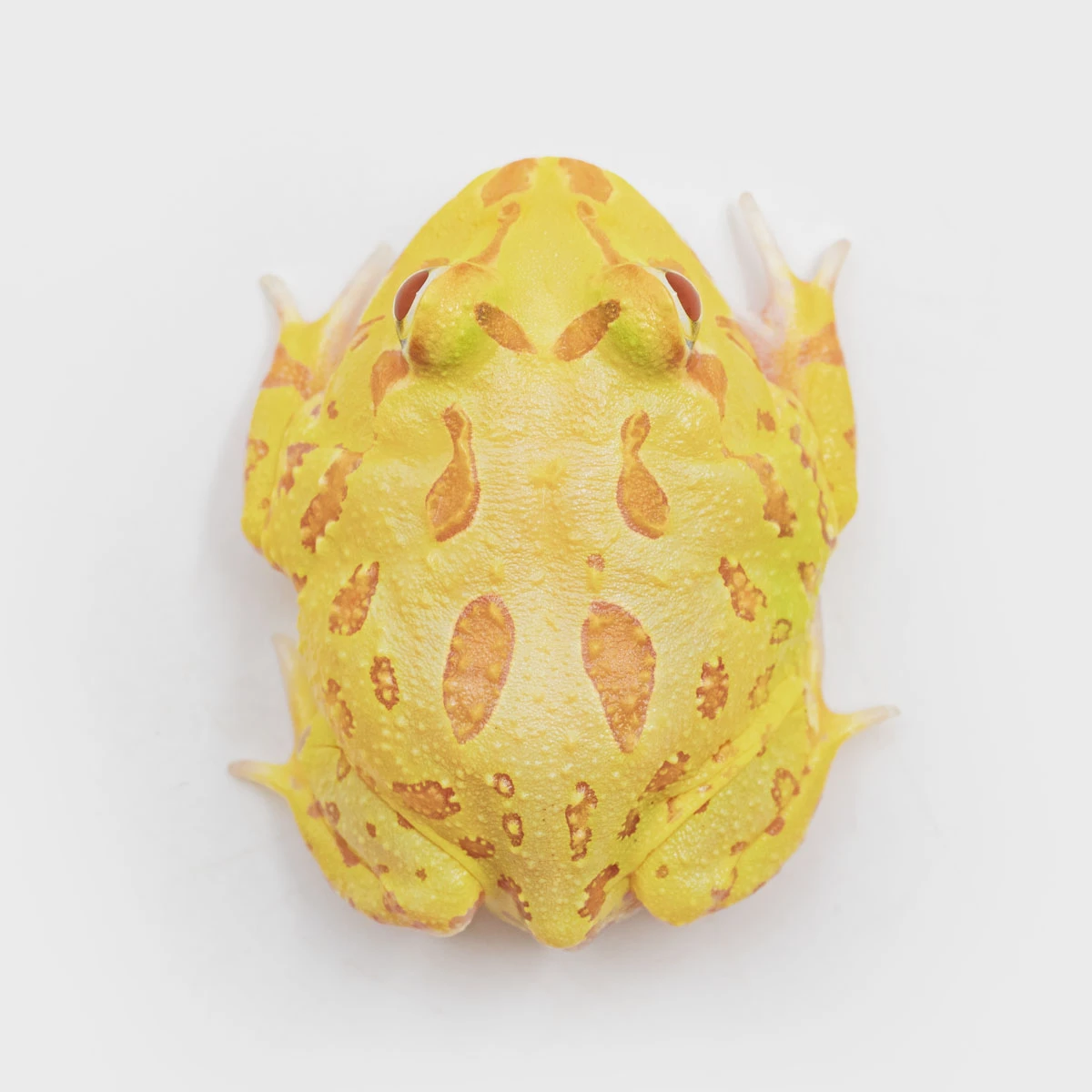 CCY05－南美角蛙 (黃金．體長4.4cm)