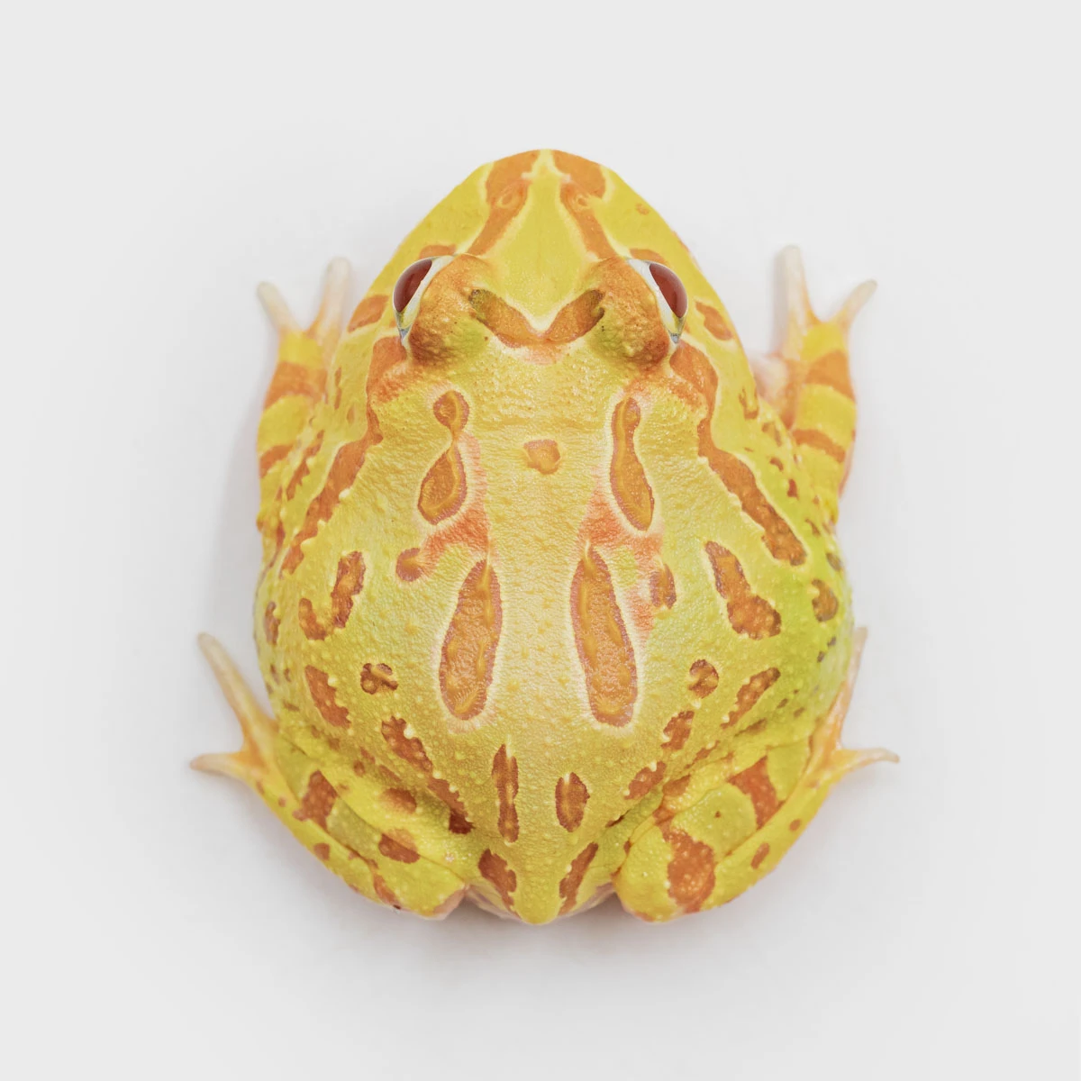 CCY09－南美角蛙 (黃金．體長4.5cm)