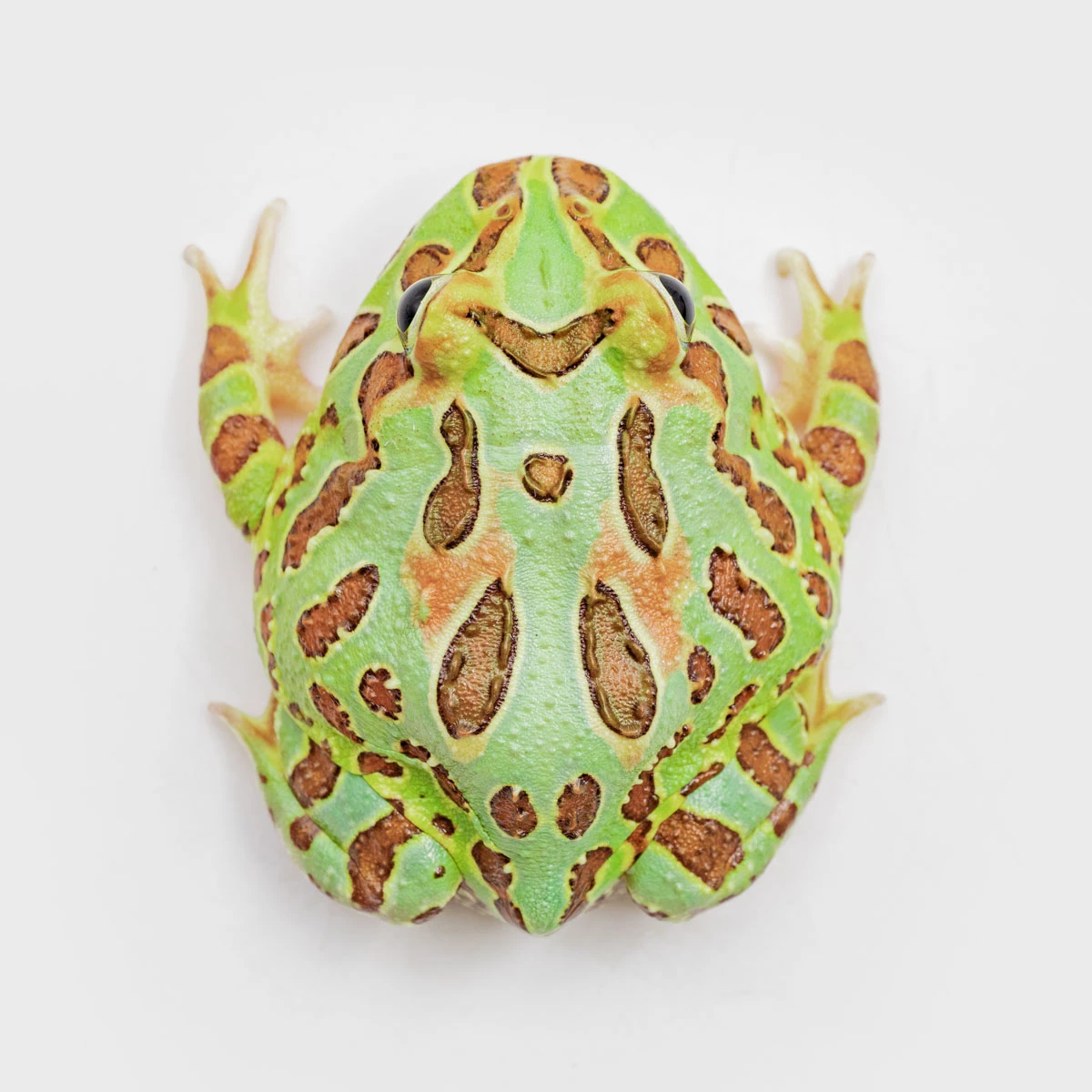 CCG06－南美角蛙 (綠角．體長4.9cm)