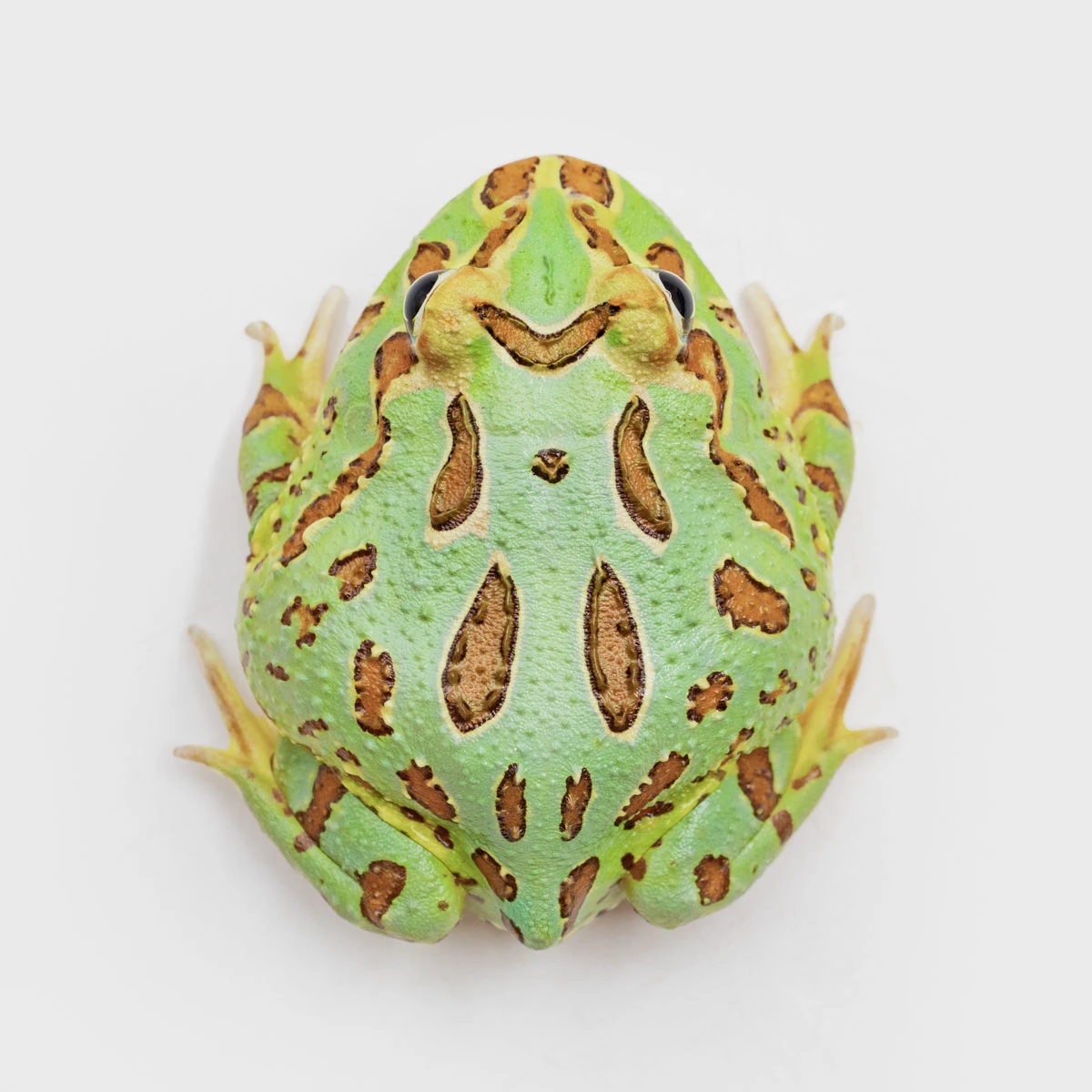 CCG16－南美角蛙 (綠角．體長5.2cm)