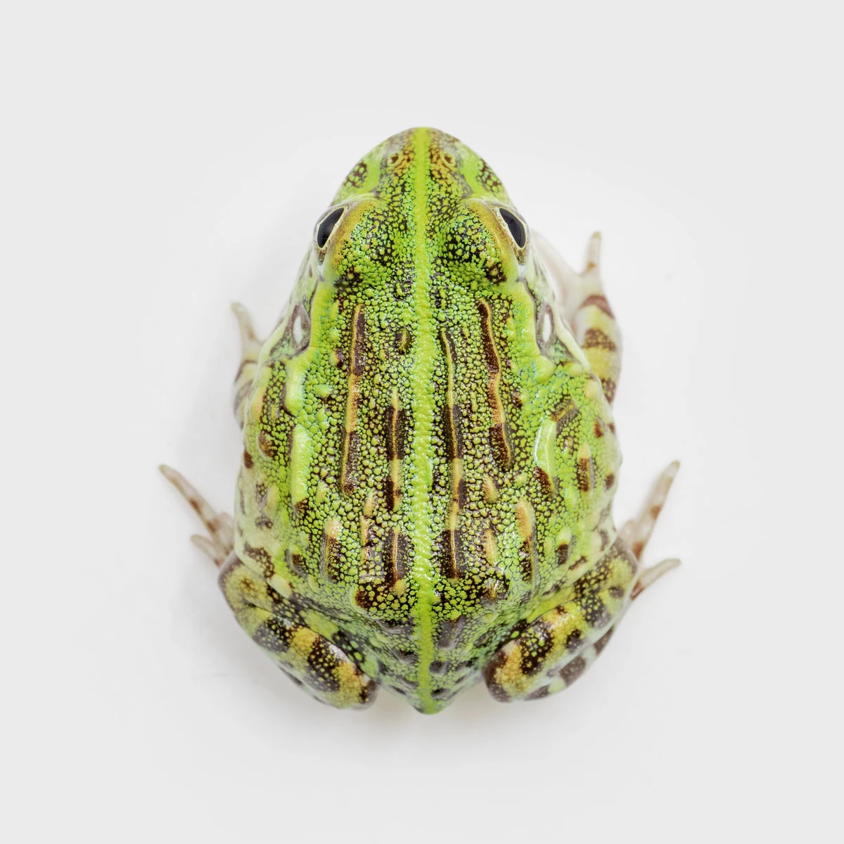 PYX01－非洲牛蛙 (體長3.5cm)
