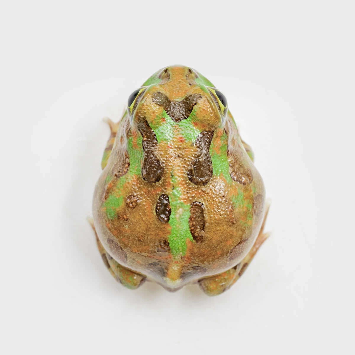 PIE04－波子角蛙 (體長2.8cm)