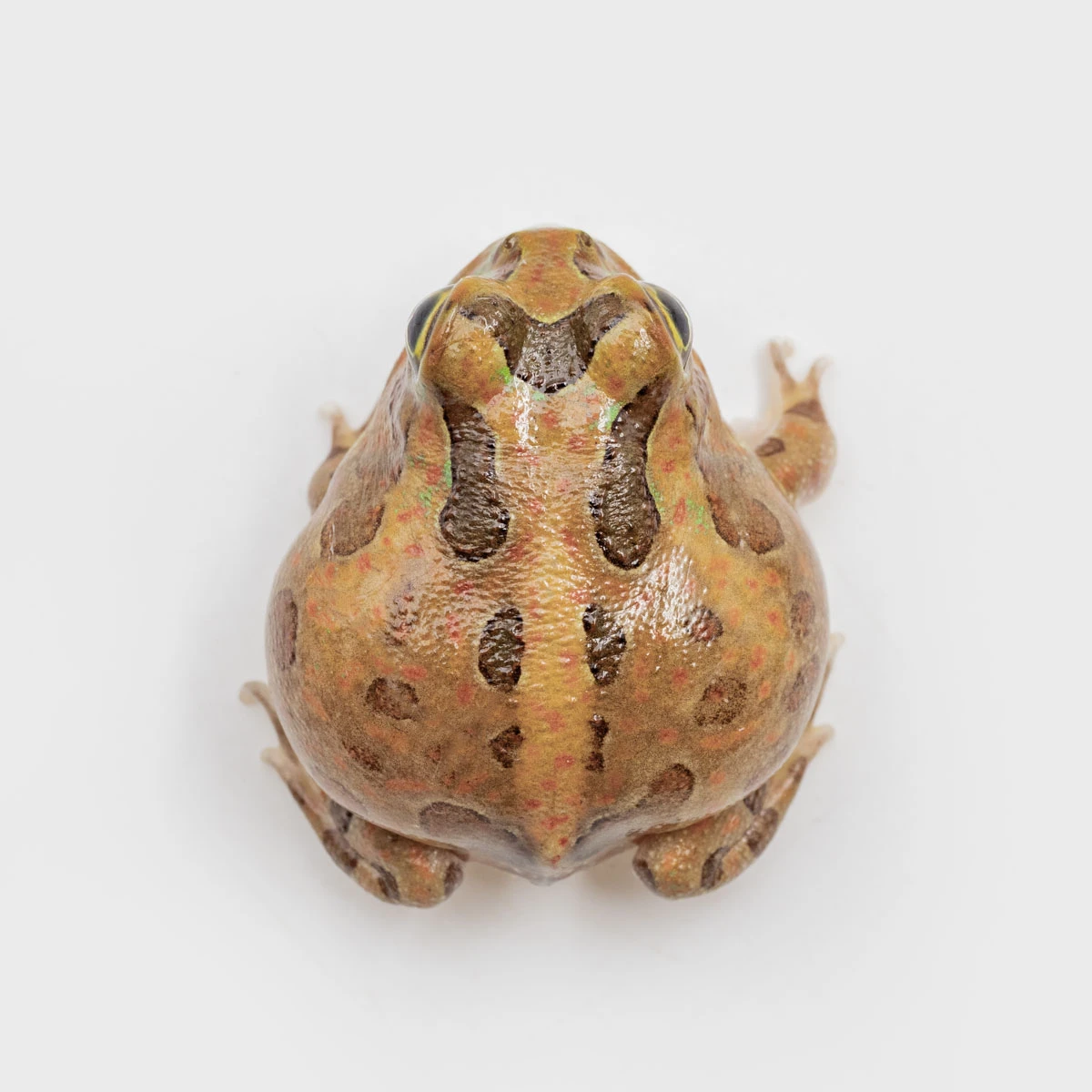 PIE15－波子角蛙 (體長3cm)