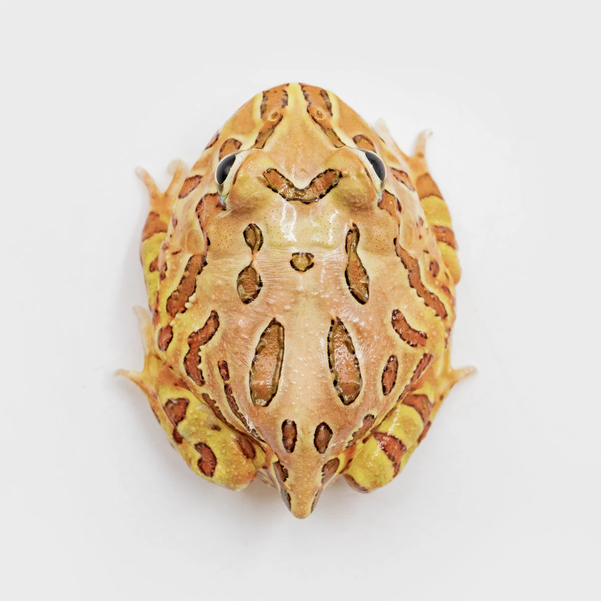 CCB01－南美角蛙 (咖啡．體長4.5cm)