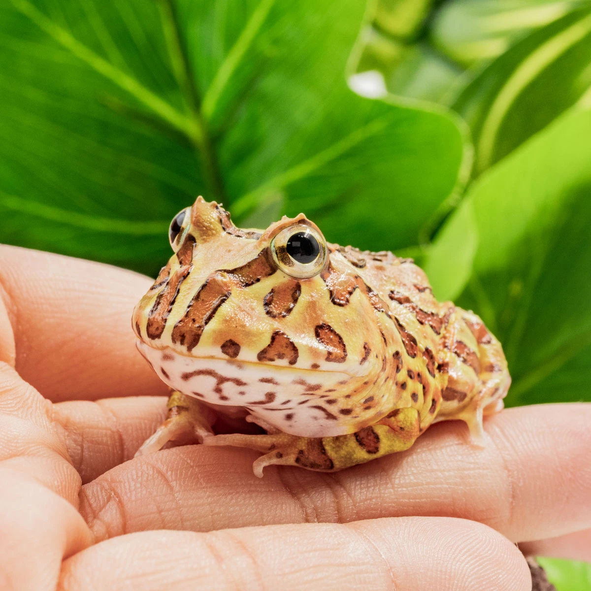 CCB01－南美角蛙 (咖啡．體長4.5cm)